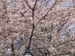 -高东镇樱花园