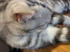 -猫猫幼稚园·撸猫·桌游·电玩