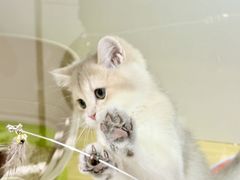 -青奢宠物·青奢猫舍