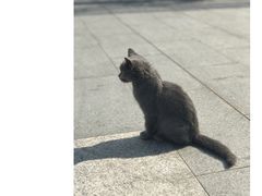 -芭比堂动物医院(广州爱宠下渡路分院)