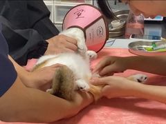 -谐和益家动物医院·免疫绝育·血液透析·宠保定点医院(高新伊藤分院)