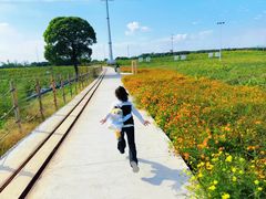 -杭州湾海上花田景区