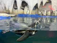 -太平洋海底世界