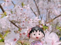 -顾村公园