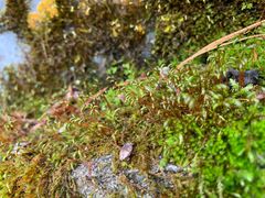 -康定跑马山风景区