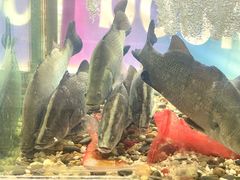 -Ducgo Live Seafood