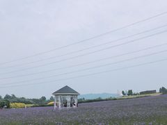 -紫颐香薰山谷景区