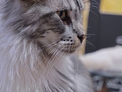 -瞄一喵猫咖(格力海岸店)