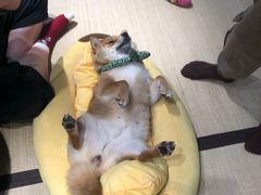 -逗柴咖啡屋·狗咖猫咖宠物桌游
