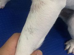 -佳雯宠物医院(金华南路分院)