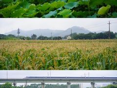 -光明小镇欢乐田园