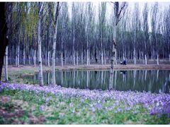 -东郊湿地公园