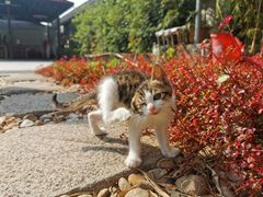 -荔枝红五号农庄