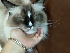 -MOCHA明星猫咖(田子坊店)