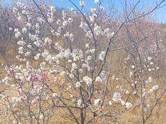 -北京西山国家森林公园