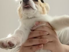 -柴犬小屋·柴餐厅·狗咖食堂(金鼎广场店)