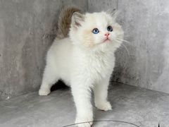 -小猫来了·猫舍(红山六九七九店)