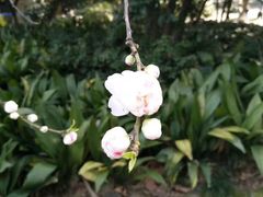 -上海市龙华烈士陵园