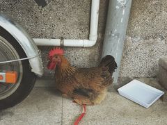 -伦教678文化街