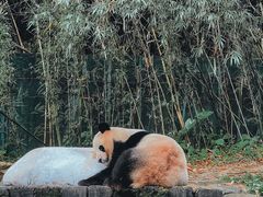 -广州长隆野生动物世界