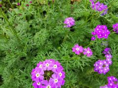 -长春公园(普阳街道)