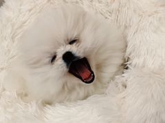 -龟与熊猫宠物公园(南坪店)
