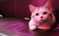 -众刺纹画·纹身·穿孔饰品·海娜定制