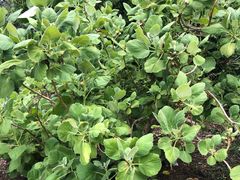 -墨尔本皇家植物园