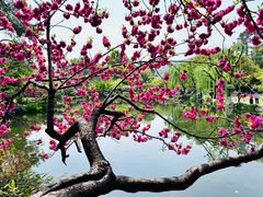 -西湖外事游船(花港观鱼码头)