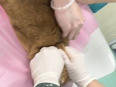 -北京观赏动物医院·24小时大型综合·猫专科·异宠专科