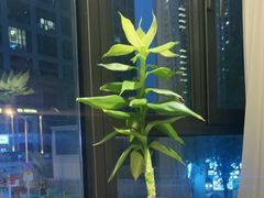 -船家渔(徐州北路店)