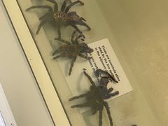 -墨尔本博物馆(Melbourne Museum)
