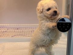 -翊宠yipet猫狗购宠庄园犬舍•猫舍