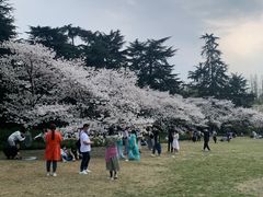 -西湖外事游船(花港观鱼码头)