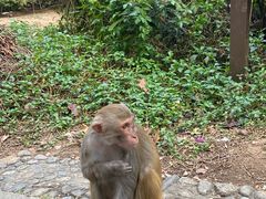 -南湾猴岛+椰田古寨一日游