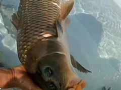 -庆岭迎宾园正宗活鱼馆