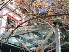 -喵屿·大理花园猫咖