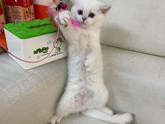 -lincat·猫舍(广州店)