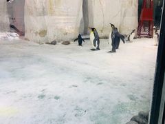 -大连圣亚海洋世界