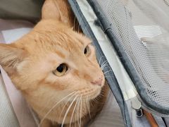 -瑞派康怡24h宠物医院·犬猫医疗中心·微创绝育(瑞景分院)
