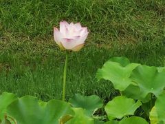 -贵阳市花溪国家城市湿地公园