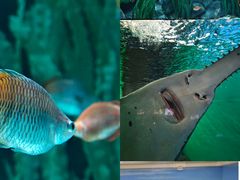-上海海洋水族馆