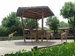 -上海野生动物园