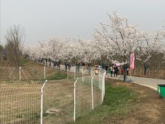 -天王浮山樱花园