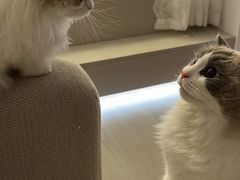-babydoll猫舍·米努特·德文·缅因(久光中心店)