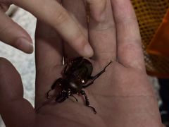 -上海大自然野生昆虫馆(东方明珠·爬宠昆虫探索中心)