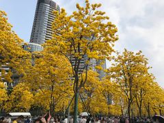 -洲头咀公园