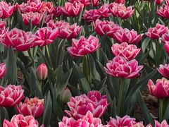 -洛阳郁金香牡丹园