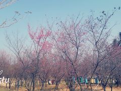 景点-天适樱花悠乐园