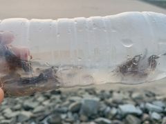 -大湾区中央湿地公园